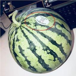 常州网红吃瓜  第1张